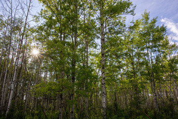 Birch trees on the side of the road; sun stars with sun rays filteringh trough the leaves. peaceful, quiet place, nature rules.