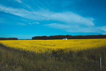 Bright yellow canola fields in Alberta, Canada, Red Deer County. Beautiful contrast with blue sky; summer concept, freedom concept, travel concept, nature concept.