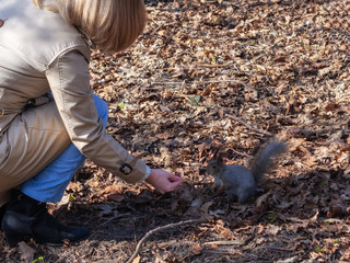 A woman feeds a squirrel in the forest in the fall with her hands.