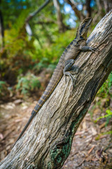 Eastern Water Dragon in the blue mountains, australia