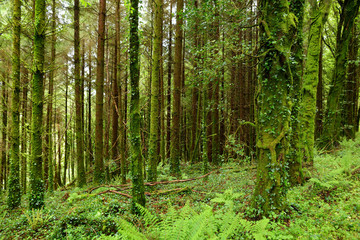 Fototapeta na wymiar Massive pine trees with ivy growing on their trunks. Impressive woodlands of Killarney National Park, County Kerry, Ireland