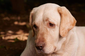 Portrait of sweet labrador dog