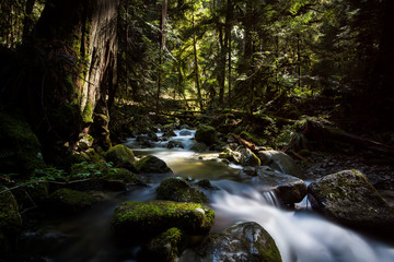 Temperate rainforest in British Columbia