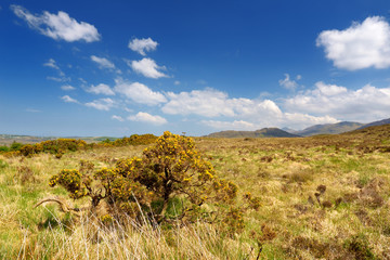 Connemara National Park, famous for bogs and heaths, watched over by its cone-shaped mountain, Diamond Hill, County Galway, Ireland