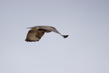 Bussard