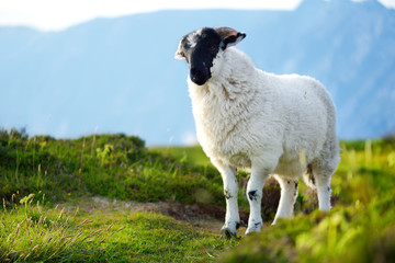 Sheep marked with colorful dye grazing in green pastures. Adult sheep and baby lambs feeding in...