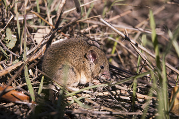 Field mouse hidden in the grass eating quietly