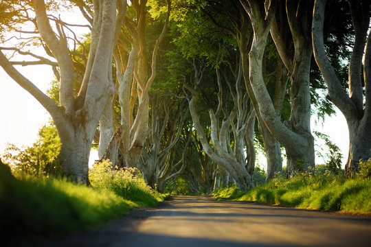 The Dark Hedges, an avenue of beech trees along Bregagh Road in County Antrim. Tourist attractions in Nothern Ireland.