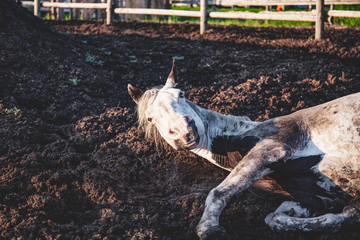Old paint thoroughbred horse taking a nap in his paddock, lying down in the mud: sleeping horse