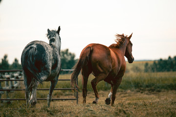 Fototapeta na wymiar Two beautiful thoroghbred horses cantering in a pasture; freedom and together concepts