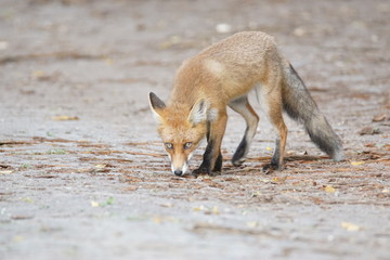 Fototapeta premium Fuchs