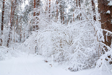 Winter landscape, bushes and ski track through fairy pine forest covered by fresh white fluffy snow.