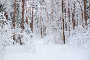 Fototapeta premium Winter landscape, ski track through fairy pine forest covered by fresh white fluffy snow.