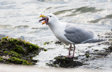 Seagull eating a starfish