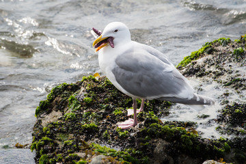 Seagull eating a starfish