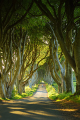 The Dark Hedges, an avenue of beech trees along Bregagh Road in County Antrim. Tourist attractions...