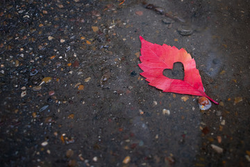 Heart shaped autumn leal is lying on the asphault. Concept of loneliness cause of breaking up or divorce