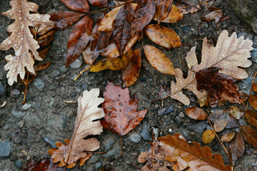 Fallen leaves in autumn on the asphalt. Texture. Background of autumn leaves.