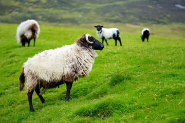 Sheep marked with colorful dye grazing in green pastures. Adult sheep and baby lambs feeding in green meadows of Ireland.