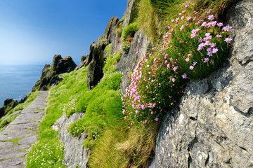 Skellig Michael or Great Skellig, home to the ruined remains of a Christian monastery. Inhabited by variety of seabirds. UNESCO World Heritage Site, Ireland.