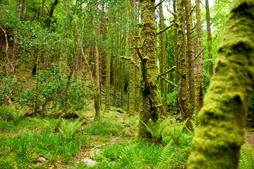 Obraz premium Massive pine trees with ivy growing on their trunks. Impressive woodlands of Killarney National Park, County Kerry, Ireland