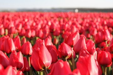 Kekenkhof, Netherlands, 04.27.‎2015:  red tulips