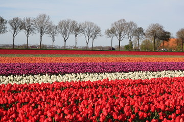 magical tulip fields in the netherlands

