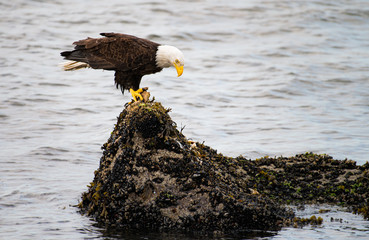 Bald eagle on the coast