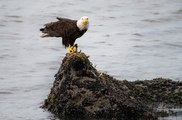 Bald eagle on the coast