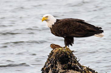 Bald eagle on the coast
