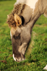 foal of the Icelandic horse