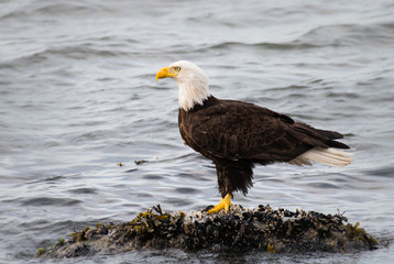 Bald eagle on the coast