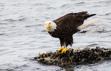 Bald eagle on the coast