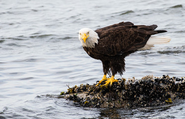Bald eagle on the coast