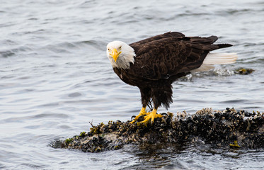 Bald eagle on the coast