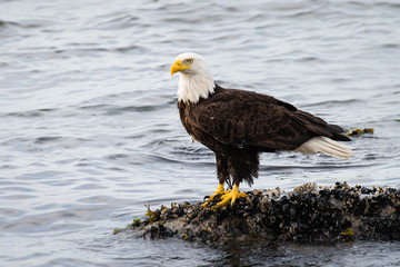 Bald eagle on the coast