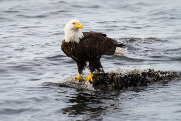 Bald eagle on the coast