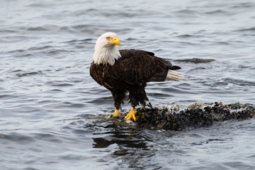 Bald eagle on the coast