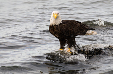 Bald eagle on the coast