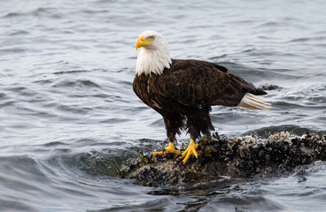 Fototapeta premium Bald eagle on the coast
