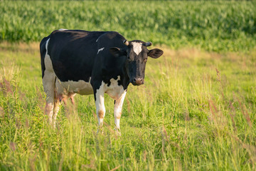 Cows graze on a juicy meadow on a summer day