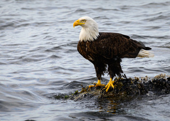 Bald eagle on the coast