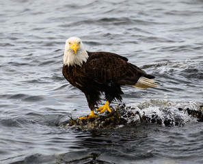 Bald eagle on the coast