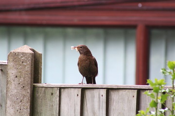 blackbird 