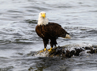 Bald eagle on the coast