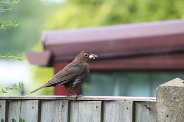 blackbird 