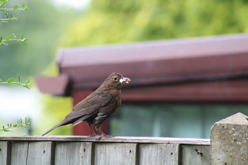 blackbird 