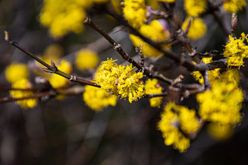 Cornus Officinalis yellow
