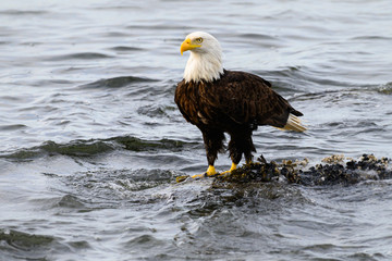 Fototapeta premium Bald eagle on the coast