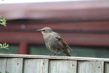 starling chicks